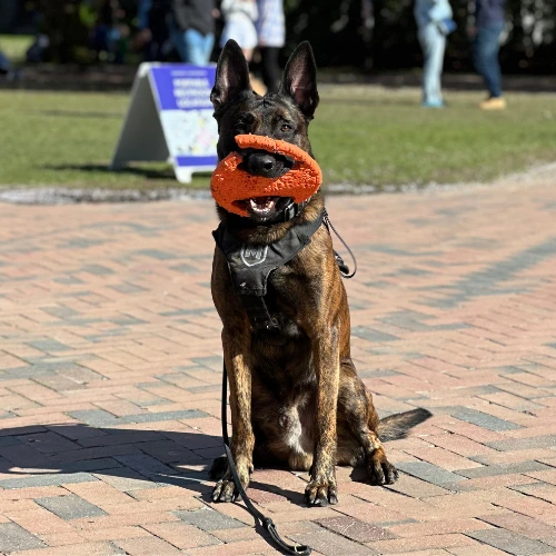 Advanced Obedience Training