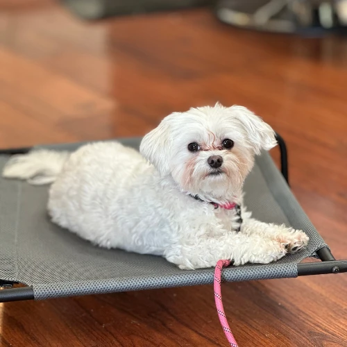 Board & Train_ Foundational