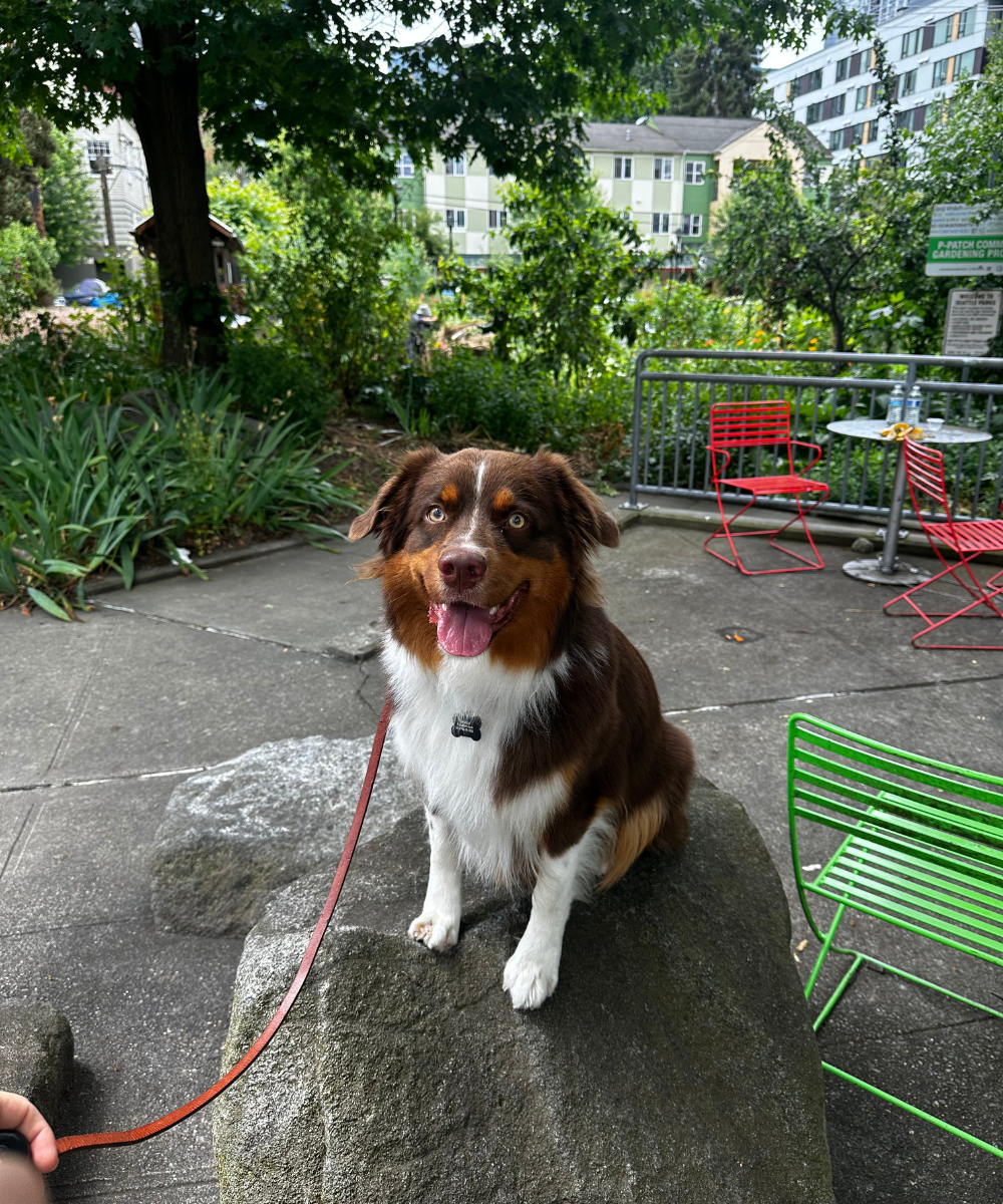 Common Terms for dog training