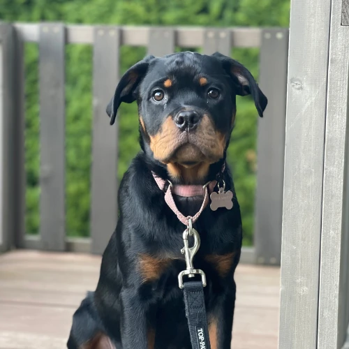 Foundations of Obedience