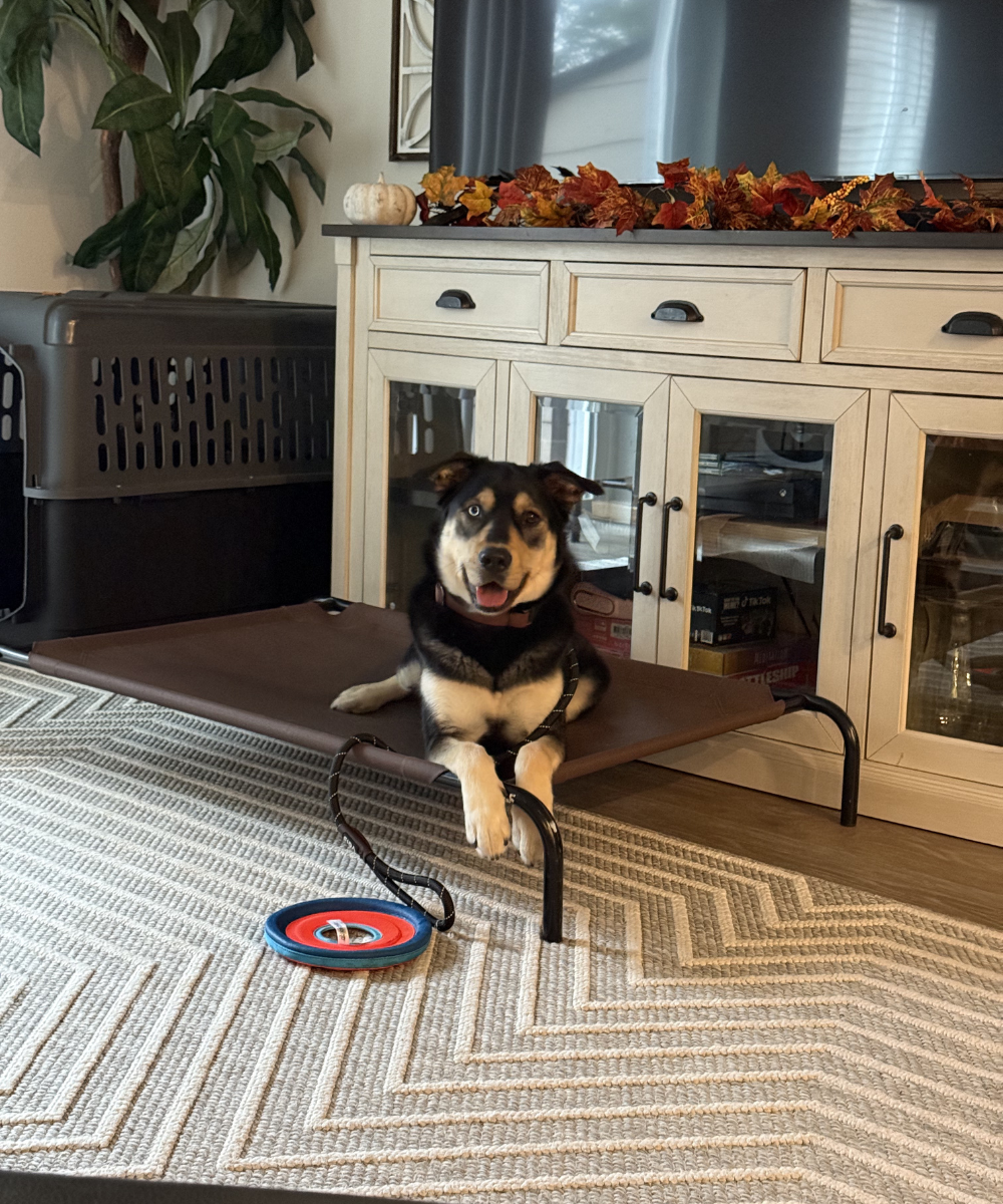 Positive Training with Tools and Instincts