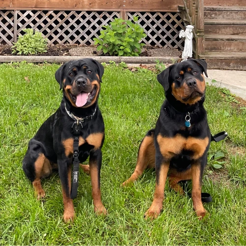 Reactivity & Aggression Training