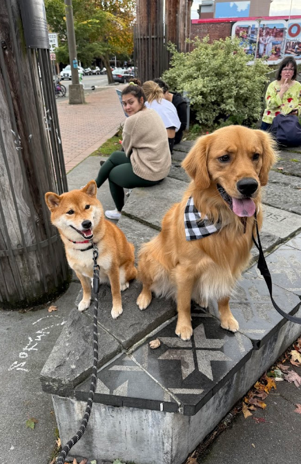 best edmonds dog trainer