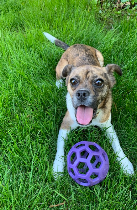obedience trainer edmonds
